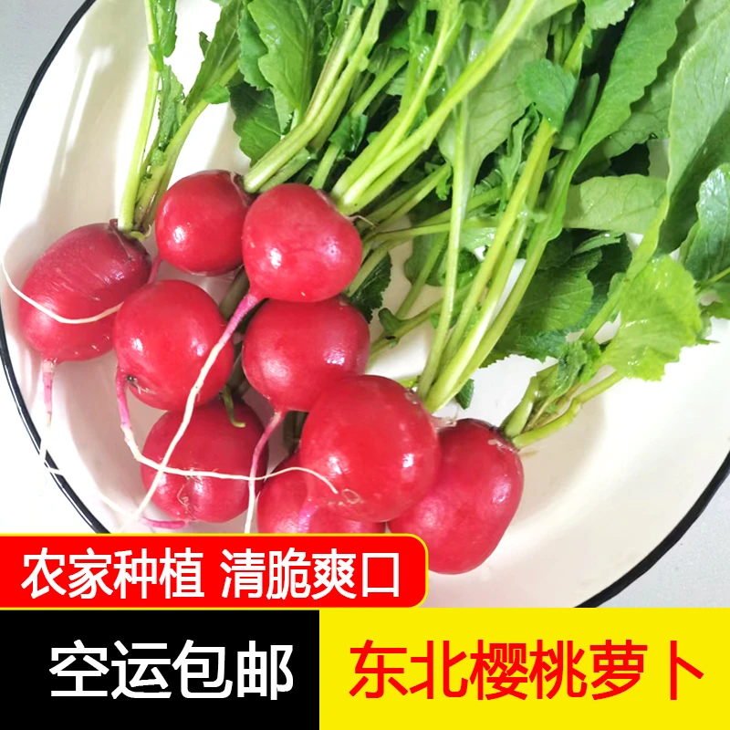 东北新鲜樱桃萝卜腌萝卜脆嫩水萝卜2斤蘸酱菜空运包邮