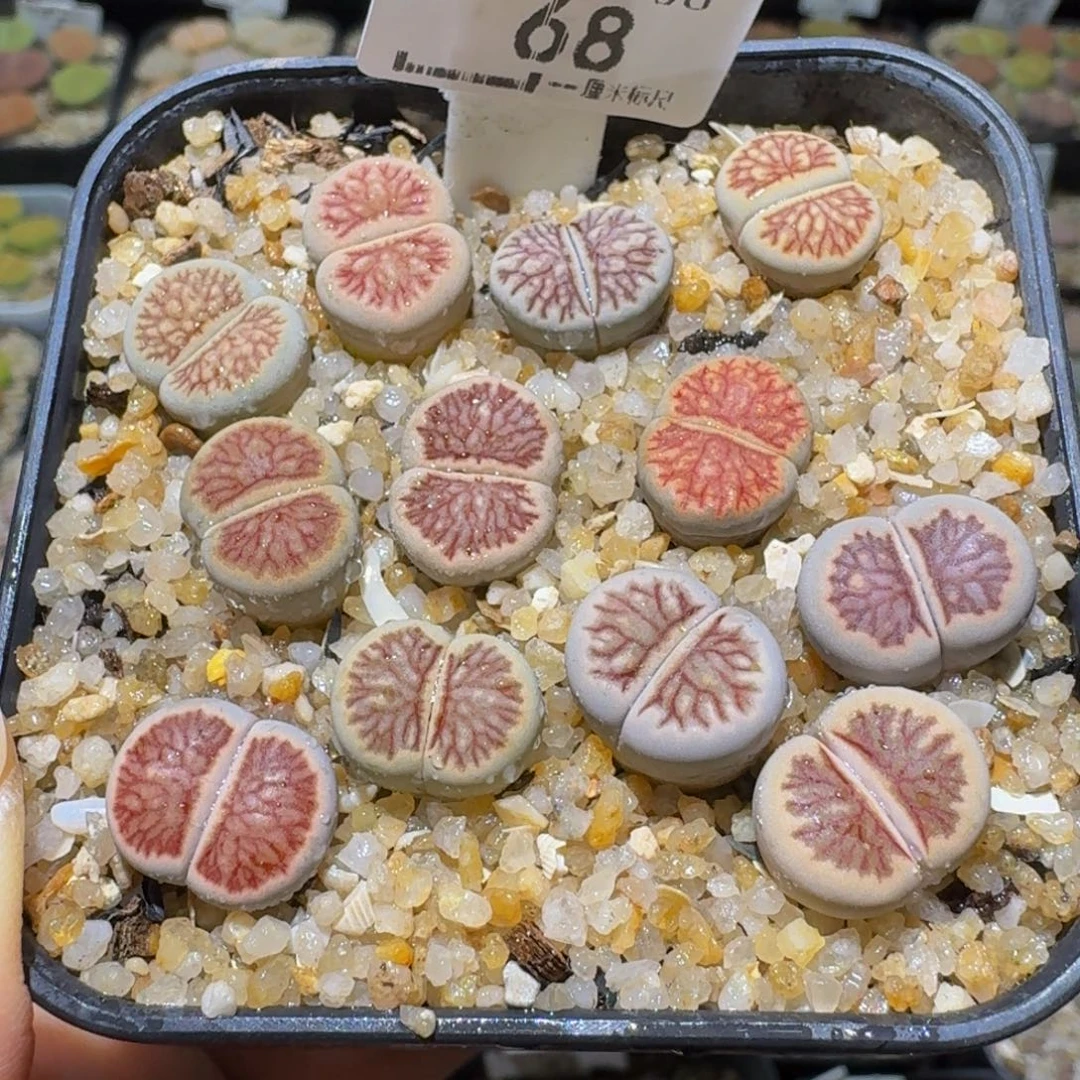 Ssss便宜清货出68