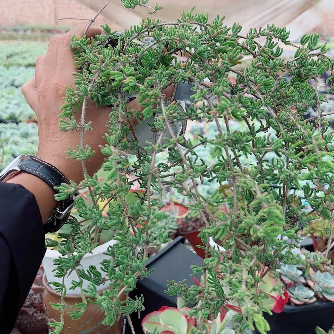 枝干番杏大飘枝精品多肉