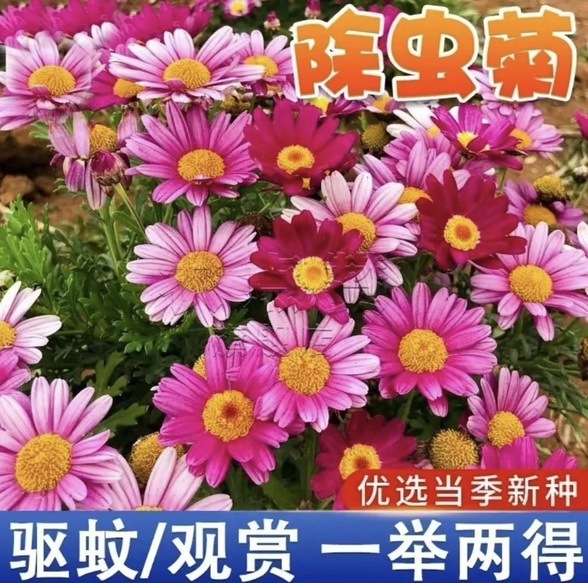 【除虫菊种子】观赏除虫两不误南北方可种对版易活好养驱虫菊花种子