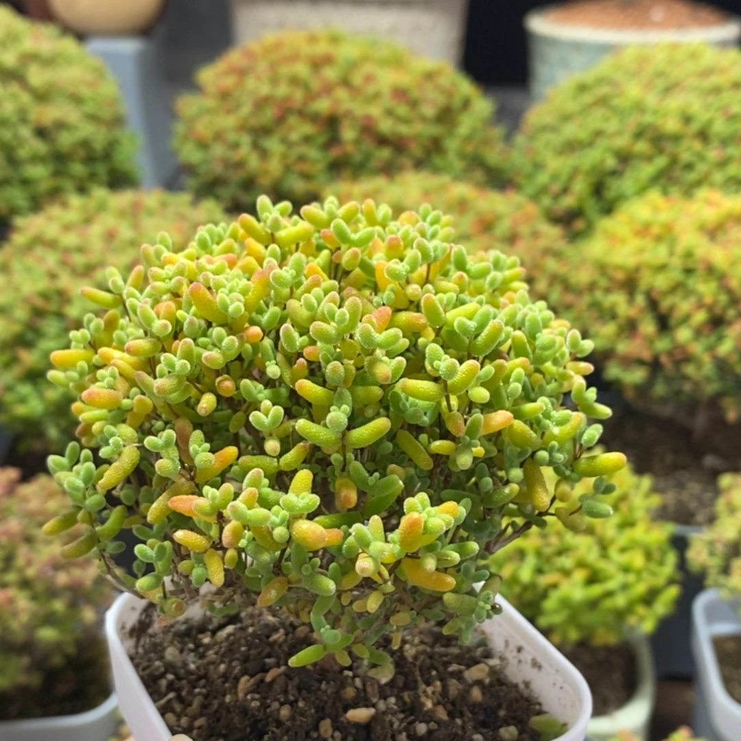 不***人蜜橘糖球1707枝干番杏