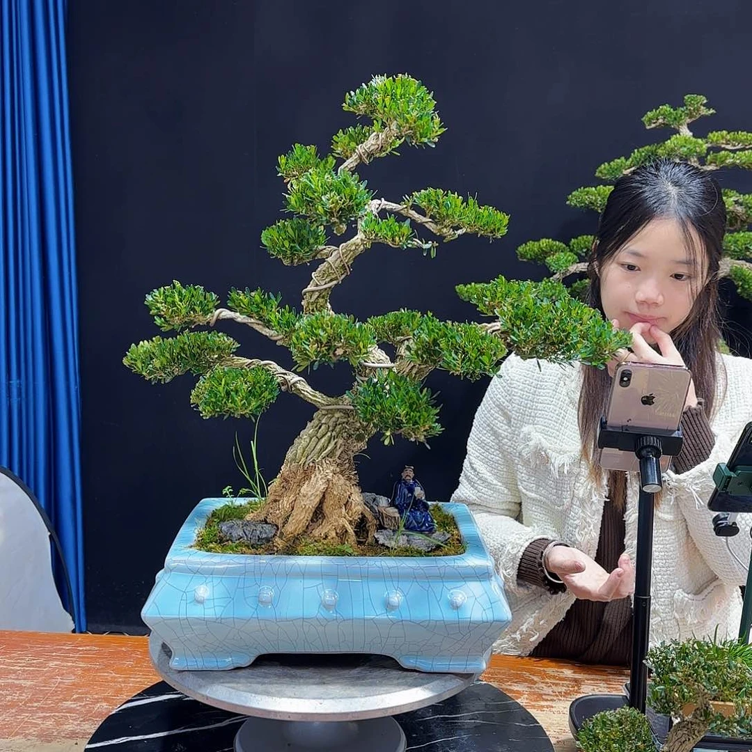 黄杨室内室外盆景