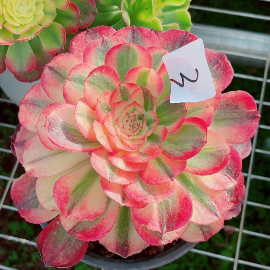 一物一拍多肉法师03（带盆发）