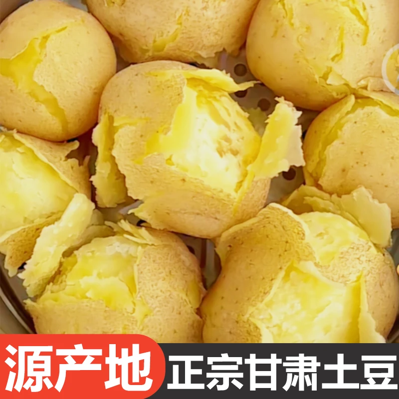 新鲜土豆2025年甘肃黄心土豆黄皮土豆沙地种植原产地直发农家净重