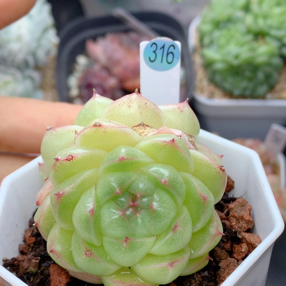 58包邮  群生不包整316