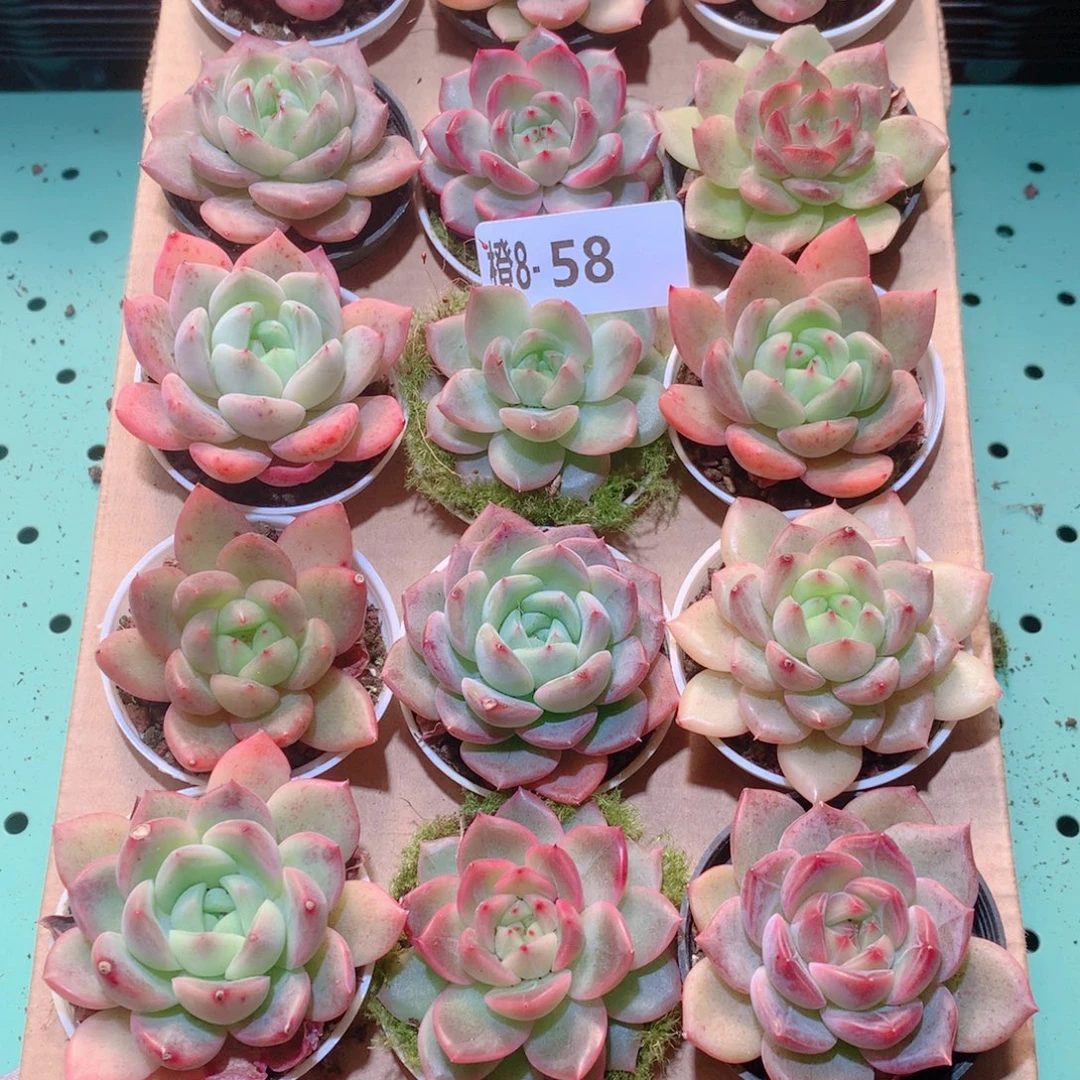 8-58一物一拍多肉带盆18颗