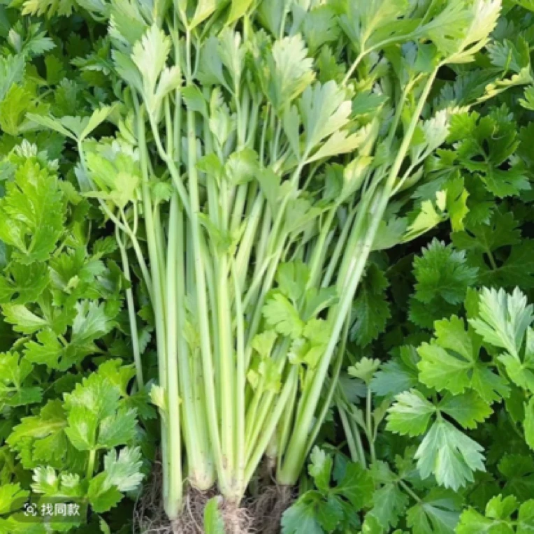 新鲜本地细香芹菜1斤芹菜