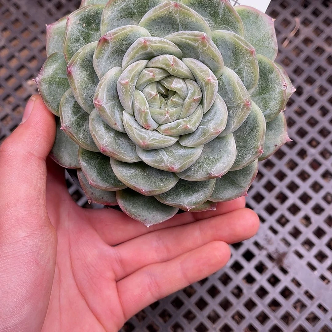 多肉一物一拍14-125