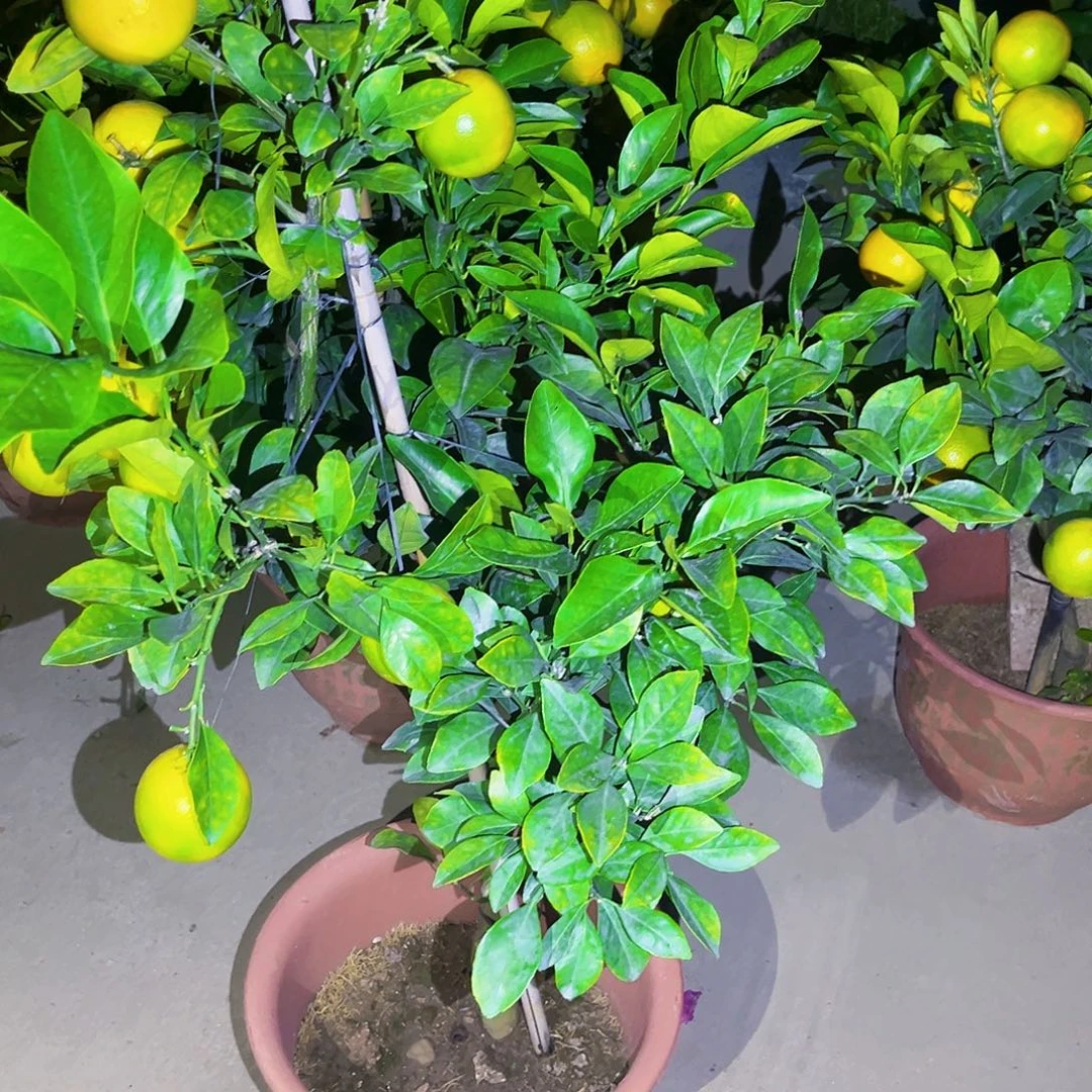 用***9无花朵树苗666666