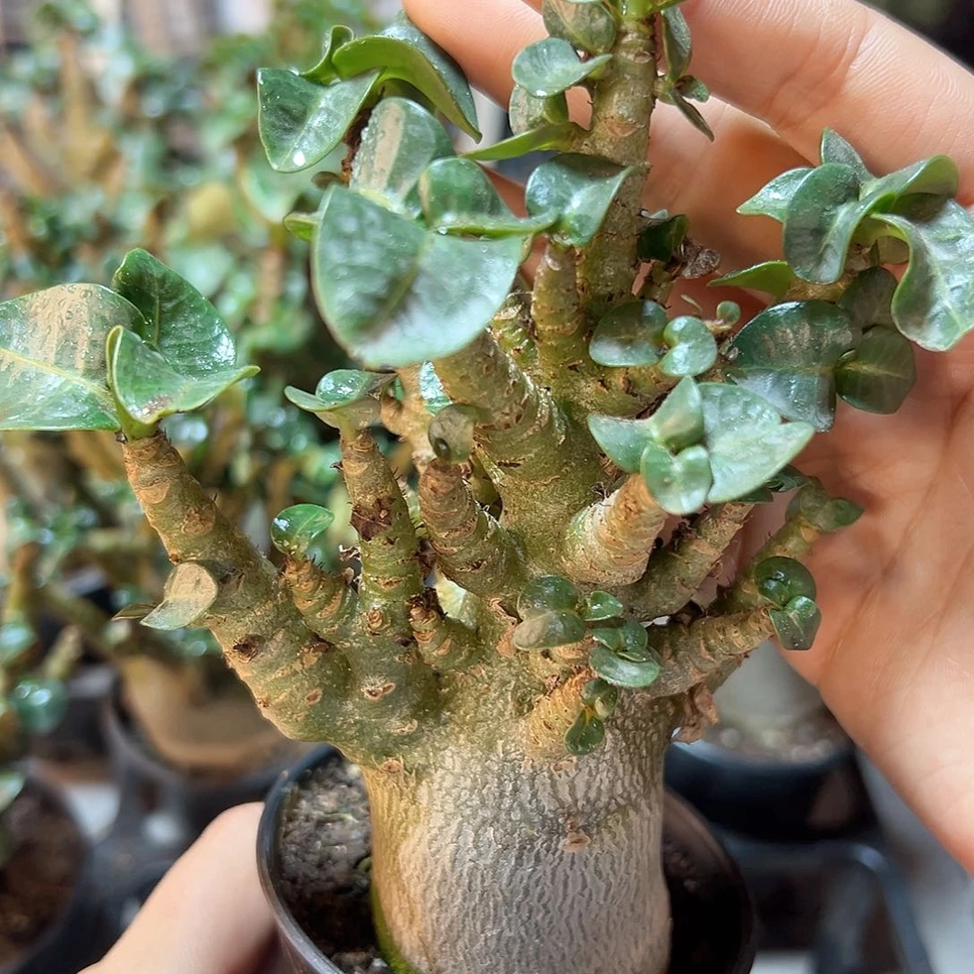 哥斯拉沙漠带盆肚子4公分