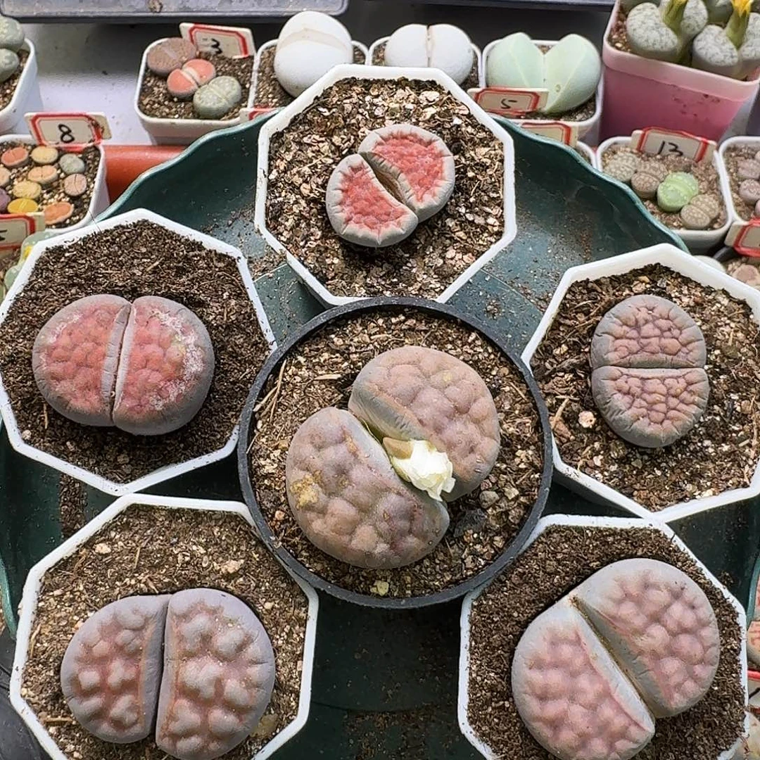 生石花33333。   无售后。286