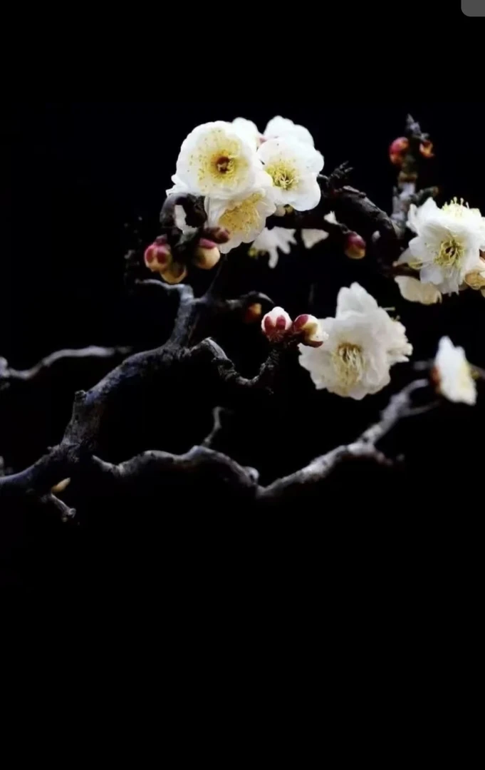 浓香型龙游梅玉蝶白梅盆栽庭院阳台耐寒带土发货花卉绿植