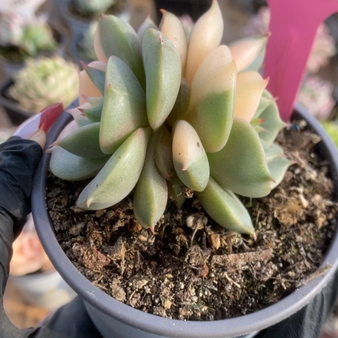 552贝加尔湖锦锦锦锦锦