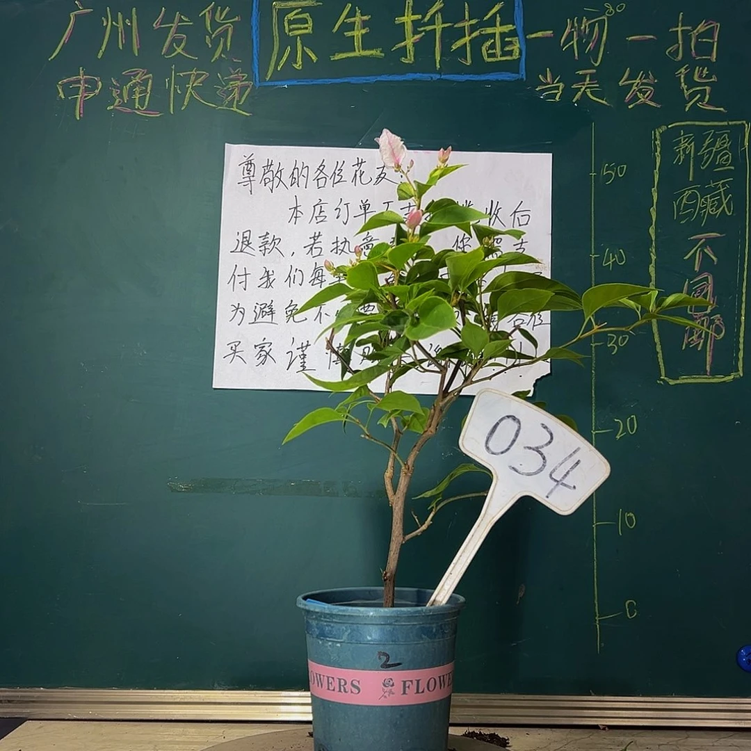 当前无花栽培后可以开花漳红樱 034