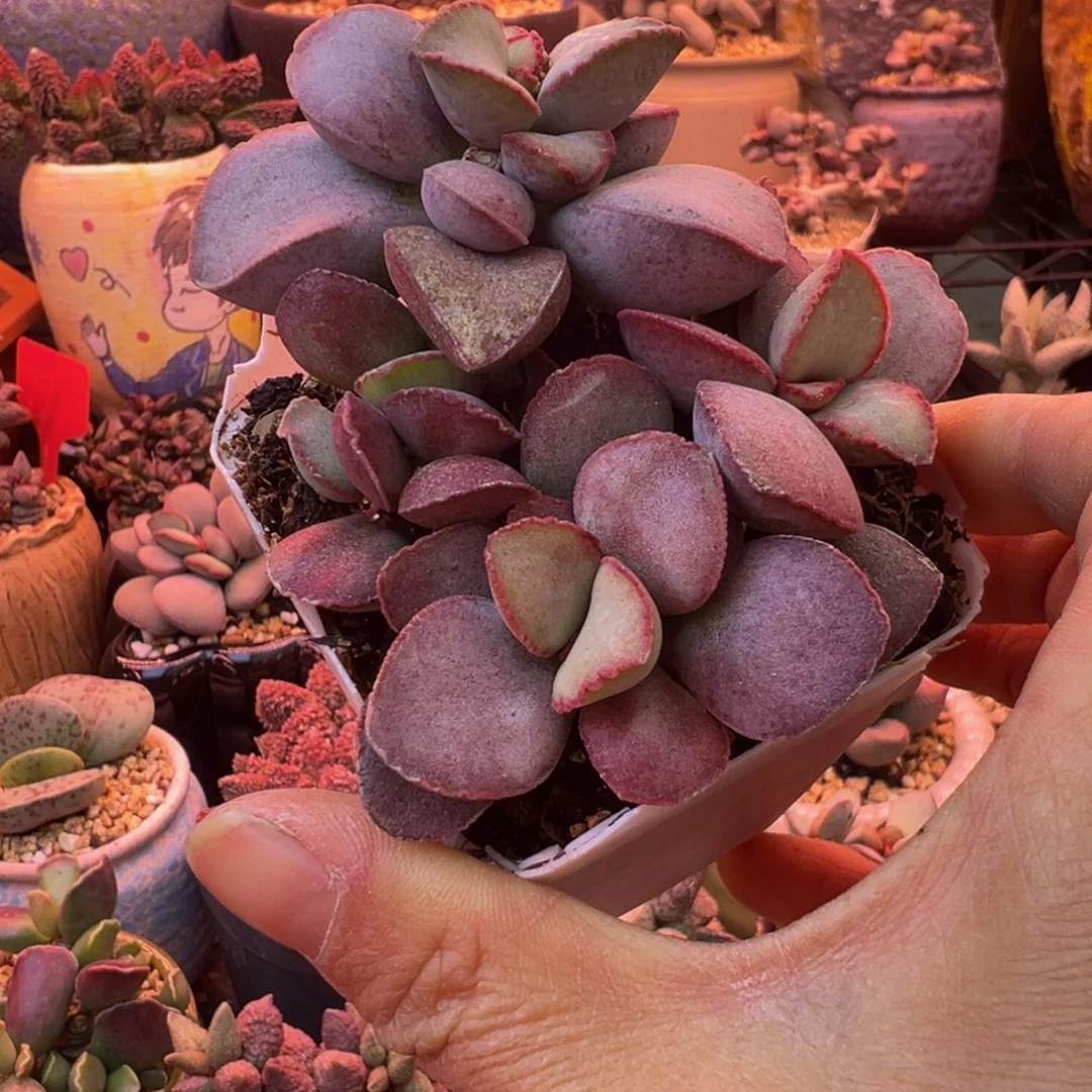 我们的目标就是成为更