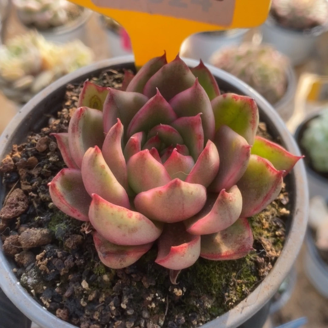 760野马锦锦锦锦锦锦锦