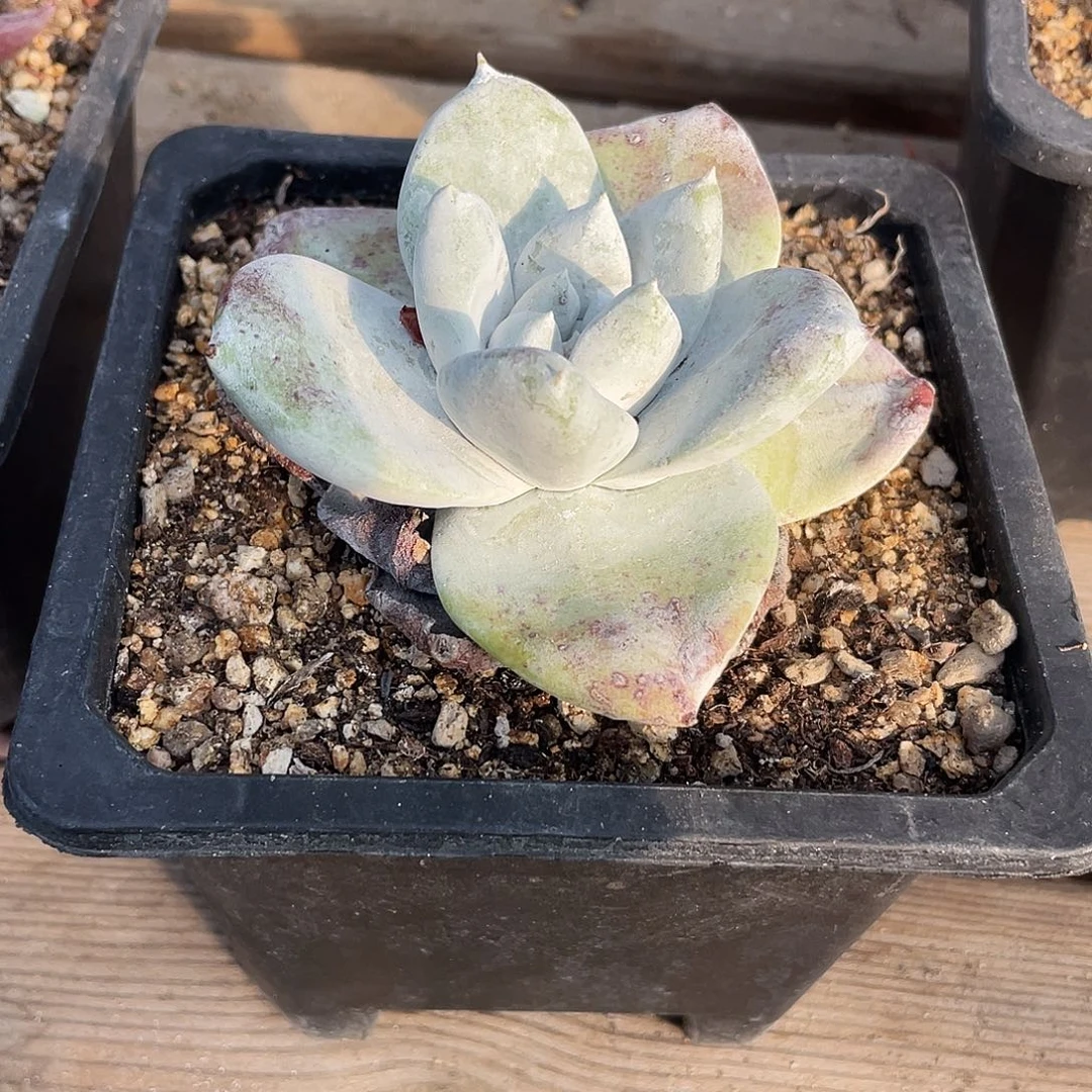 晨溪园艺仙女杯呀