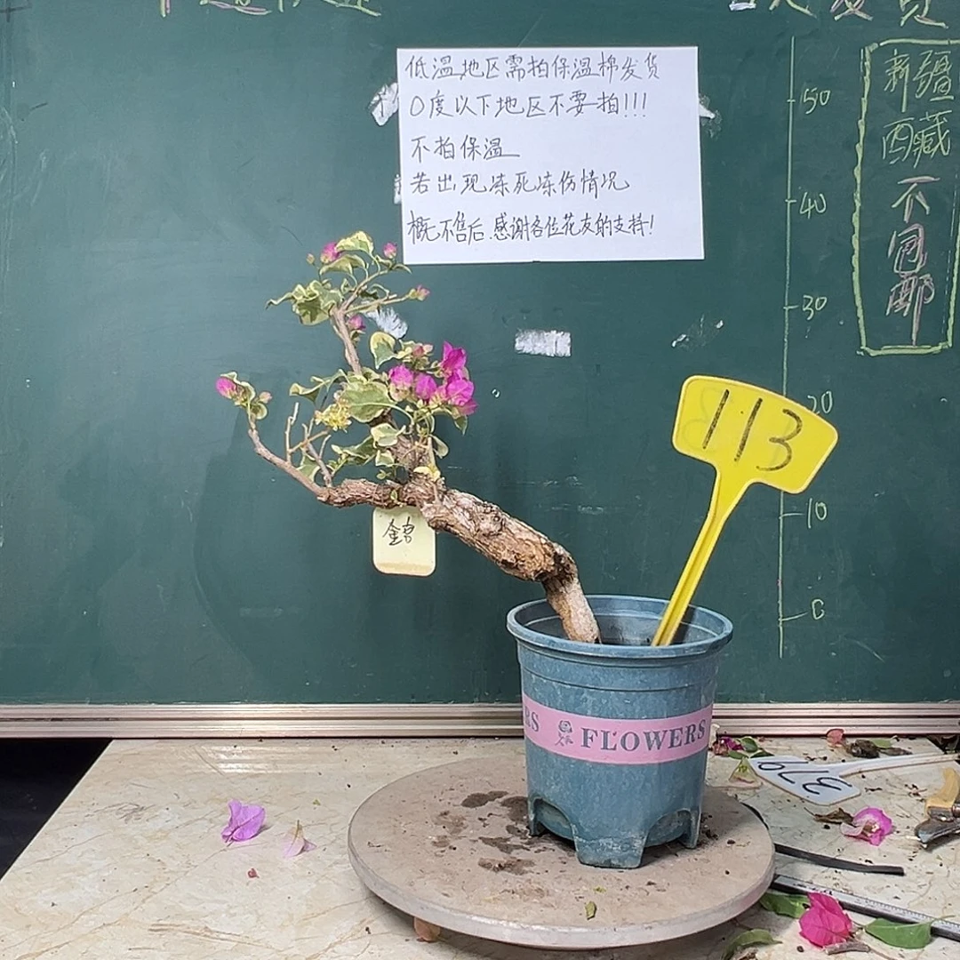 完全开放 福利 金边宫粉 原生桩 113