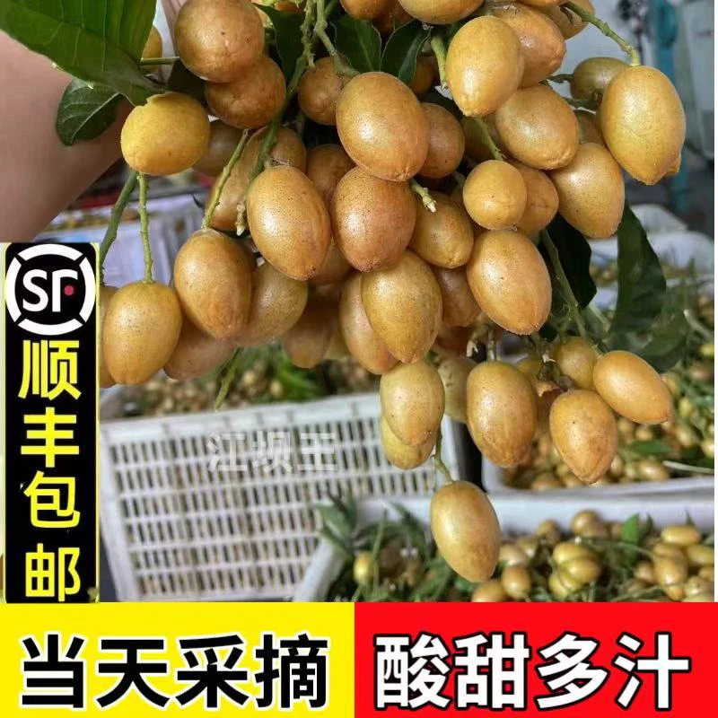 「顺丰冷链」新鲜黑金刚鸡心黄皮果新鲜采摘酸甜多汁当季孕妇水果