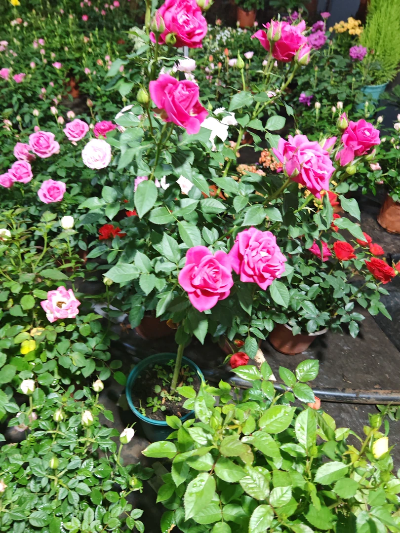 高杆独杆月季玫瑰花月季树茶花大花月季盆栽室内外新手易养视频