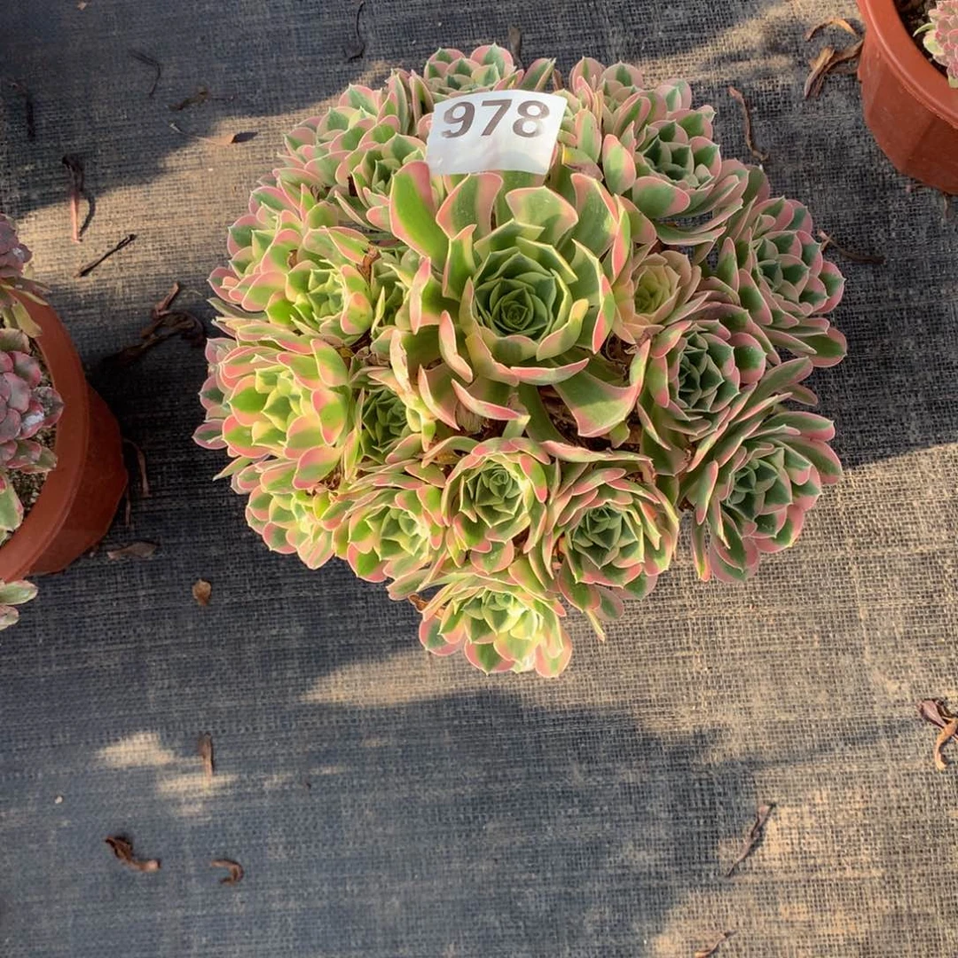 白凤978法师多肉植物