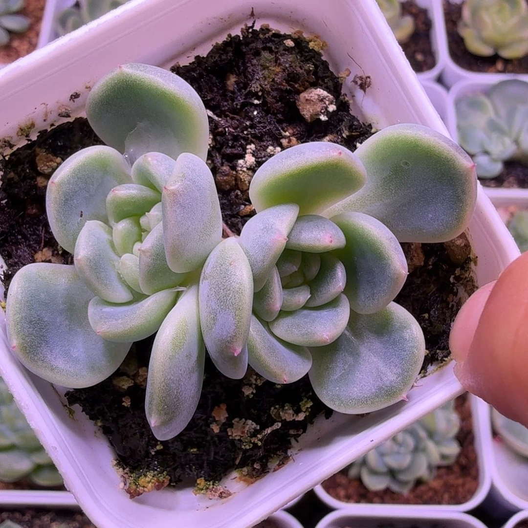 T20灯泡甜心一物一拍