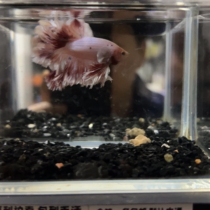 斗鱼跑单拉黑4日59