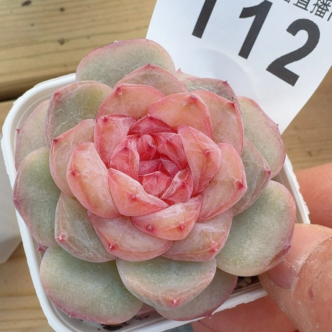 软糖         精品多肉