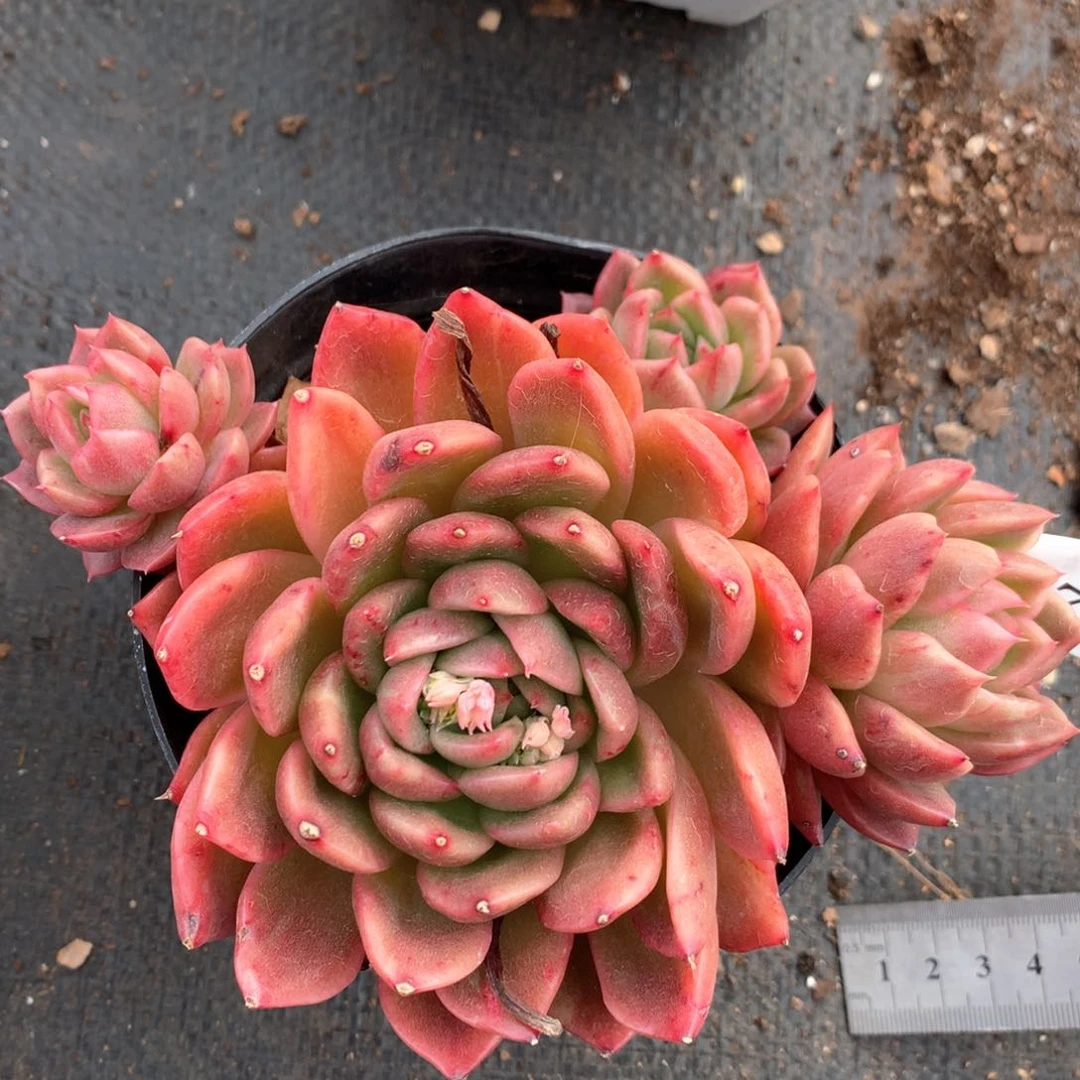 472杂交多肉植物