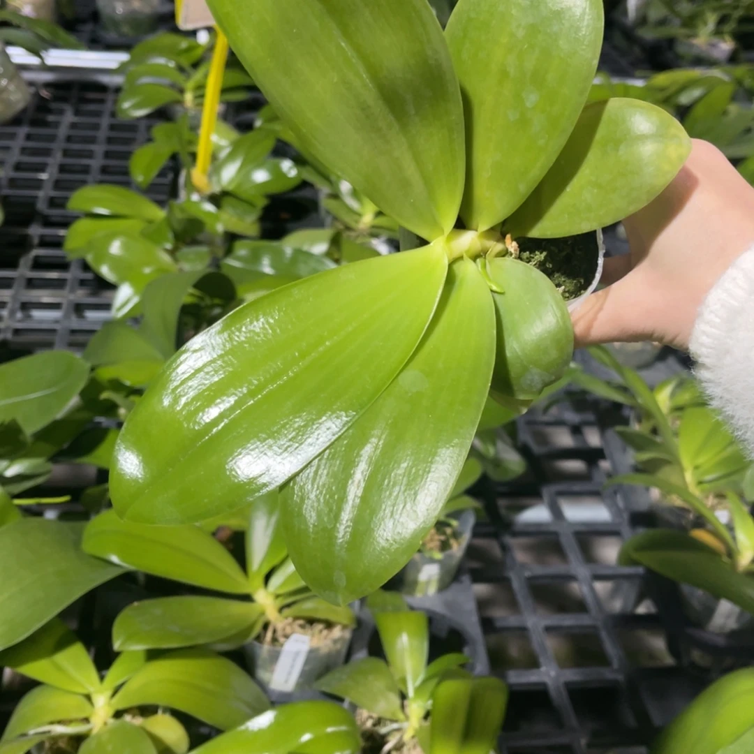 完全开放蝴蝶兰蝴蝶兰