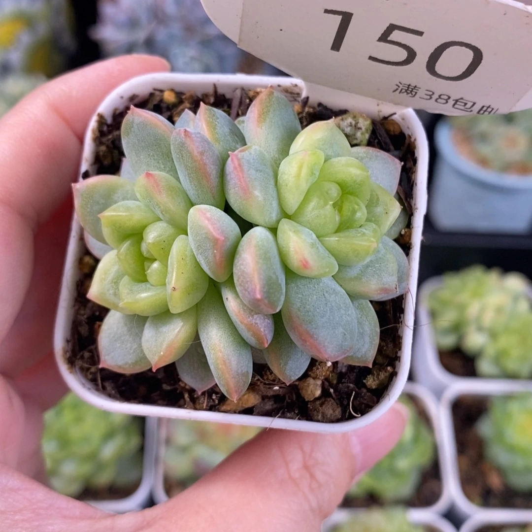 甜心云间双头一颗150号