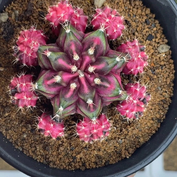 泰系海神锦000055