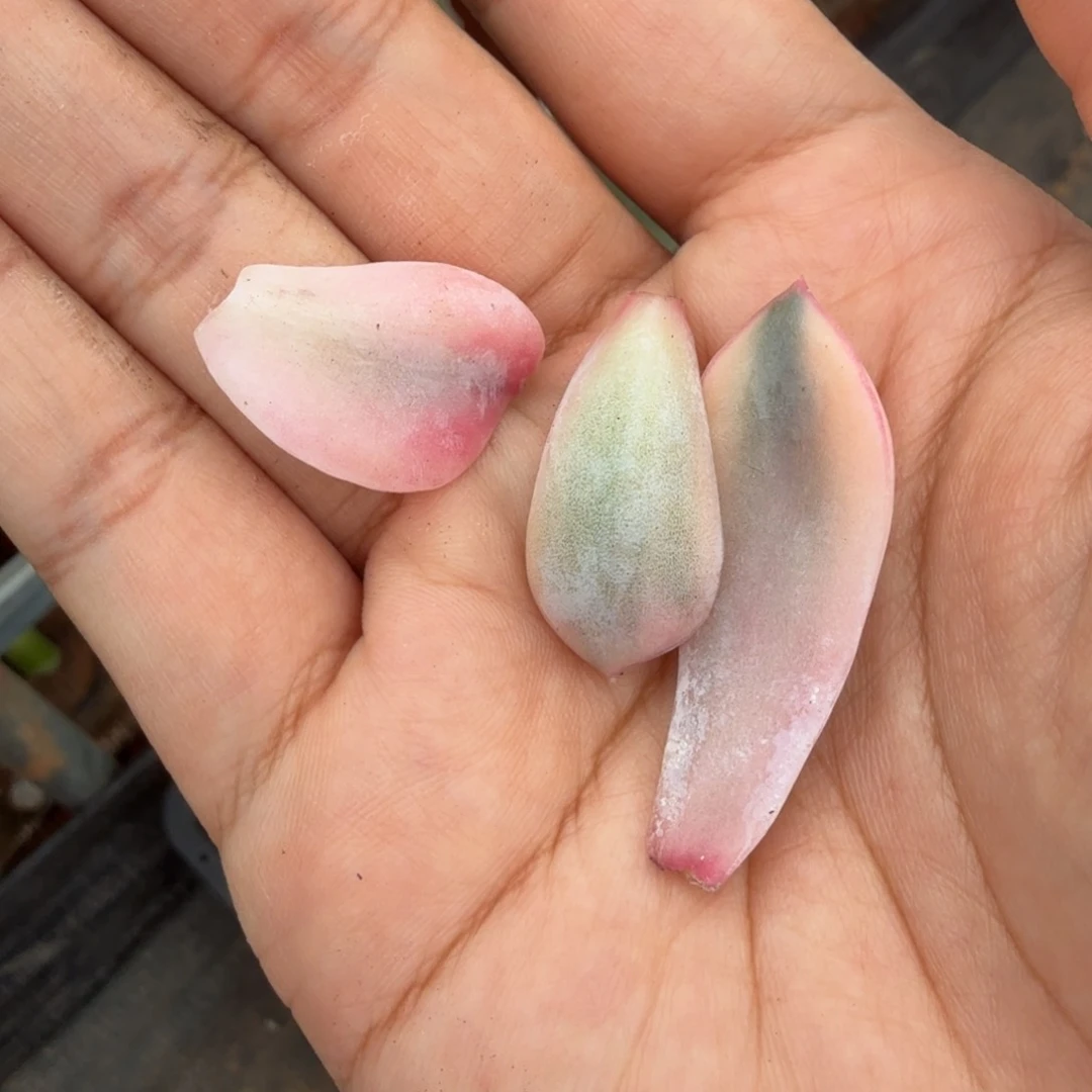 春****e厚叶暗冰锦一组叶片