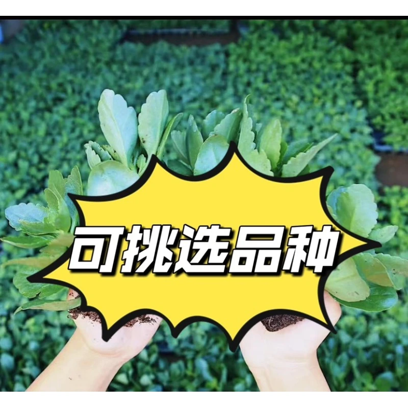 长寿花穴盘苗阳台长期好养护四季开花花卉稀有品种小苗