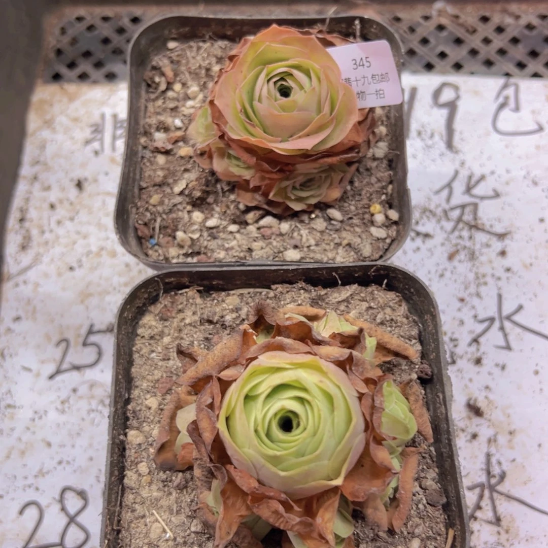 345 侧牙掉了不包损无售后