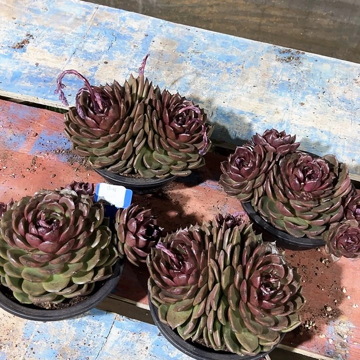 15.82黑橙一个脱土有瑕