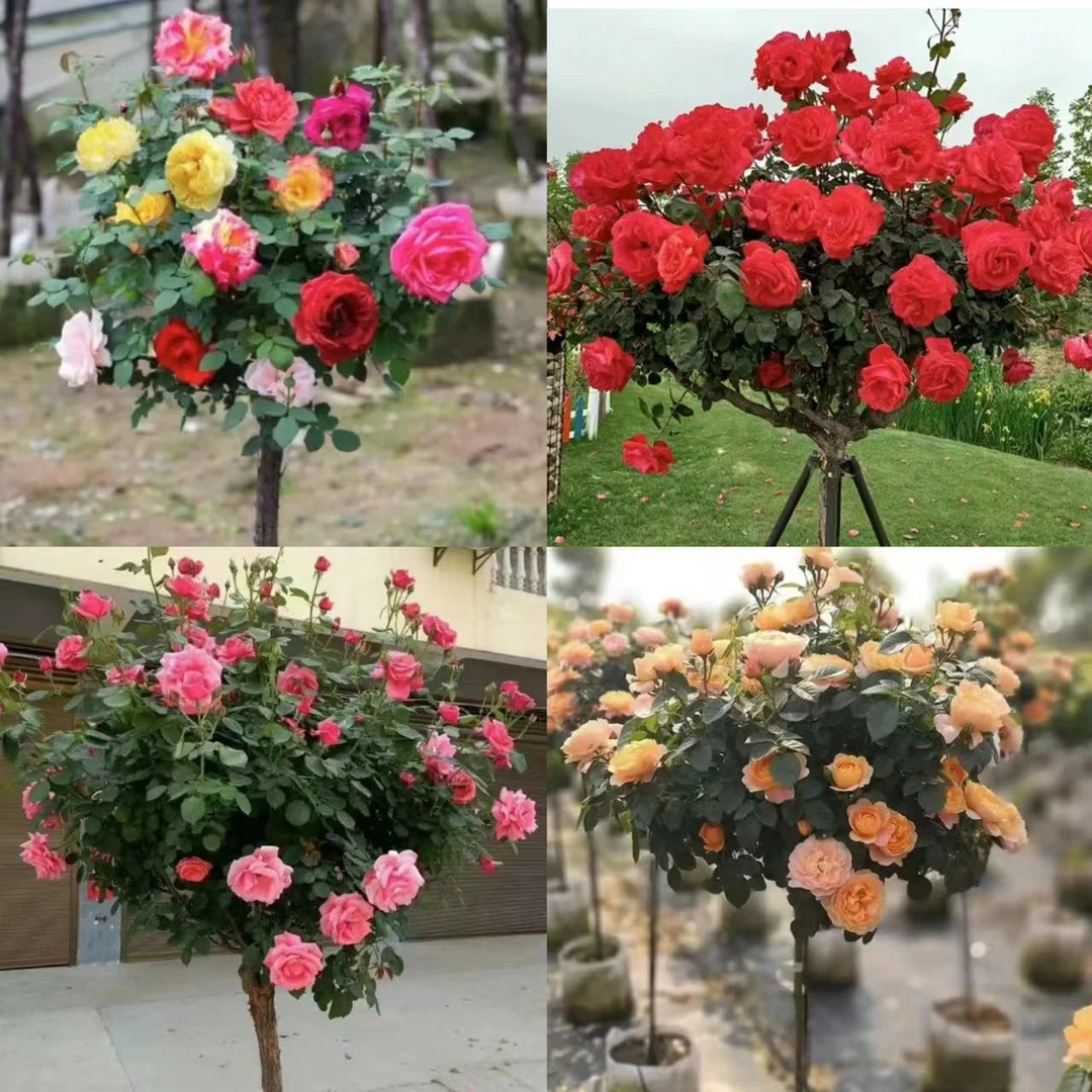 《到手四棵》多色月季盆栽地栽月季＋粉扇＋翡扇＋果汁