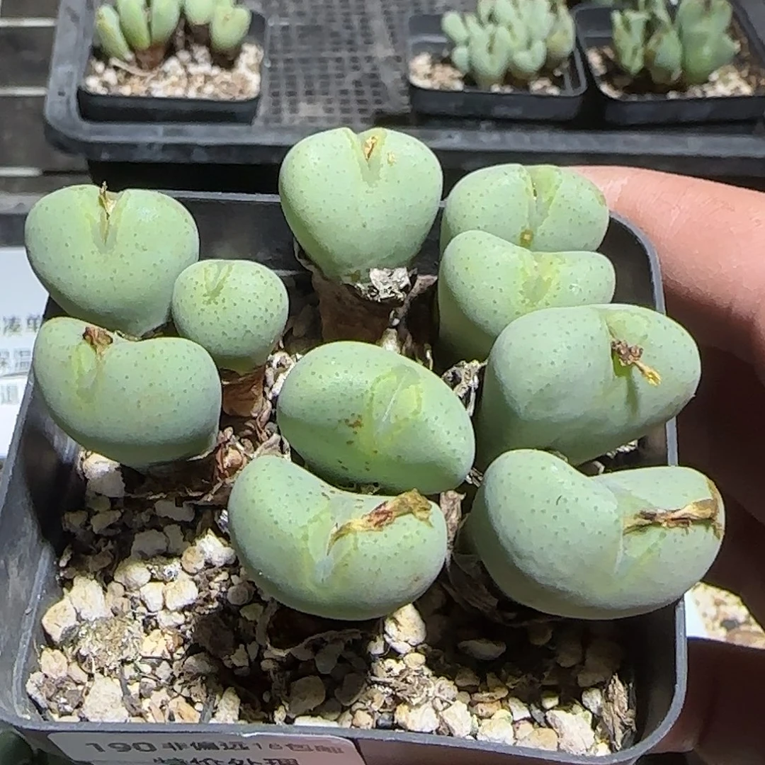 190号，清肉锥，18包邮