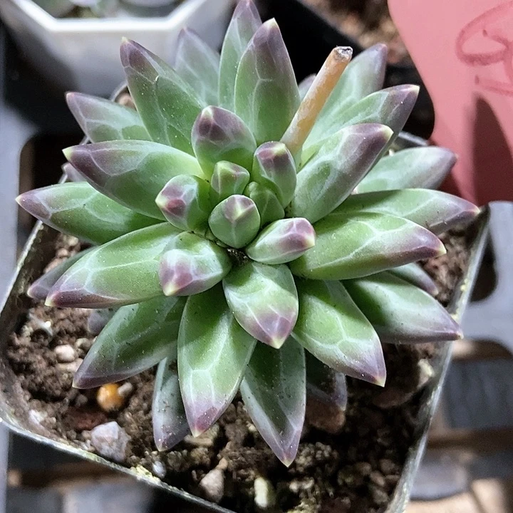 多肉植物章鱼654