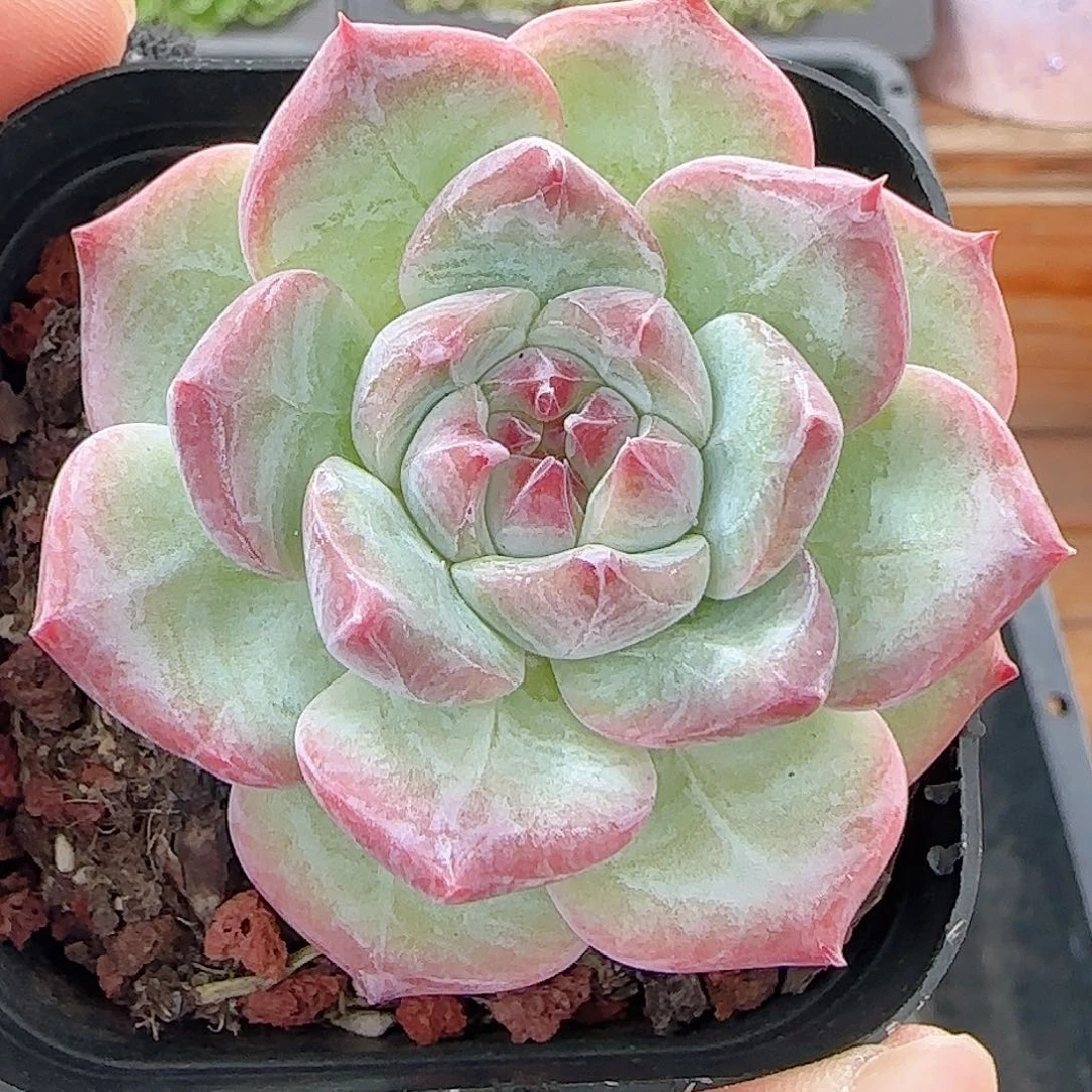 多肉1011--383福利