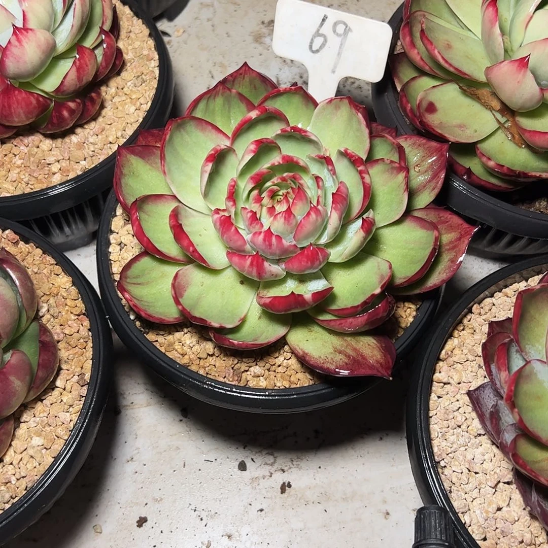 绵***拉惊鸿仙子一物一拍69