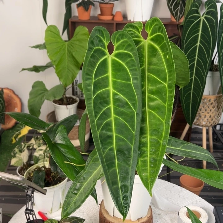 不开花植物原桩进口火鹤后