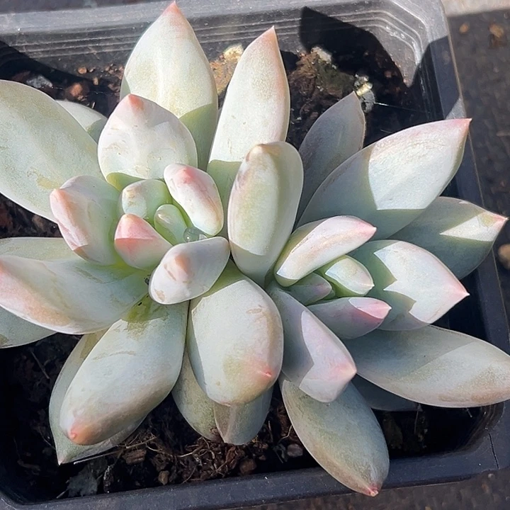 伊丽莎白美人特价美人