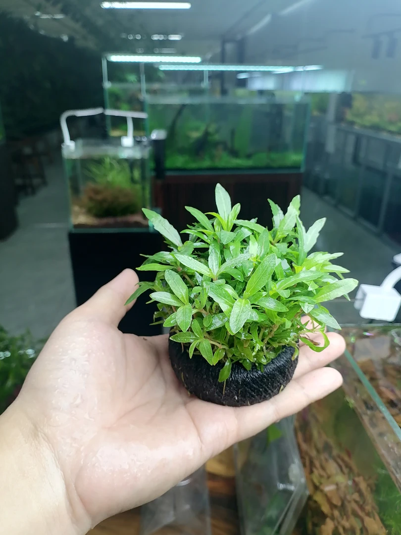 【新品新几内亚柳】新手懒人适用的坨草鱼缸造景水草后景草好打理