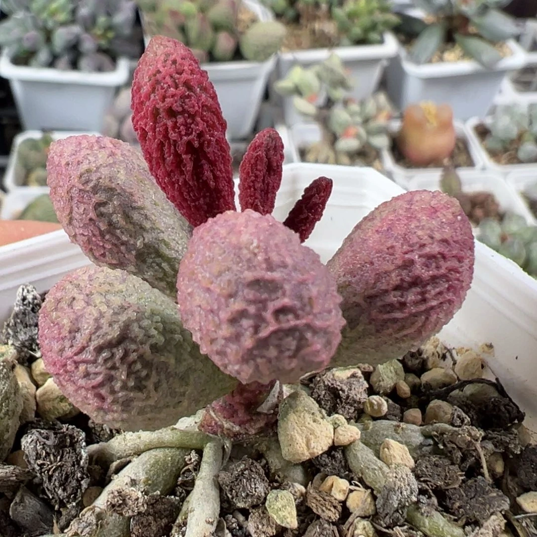 w带桩拨浪鼓造型实生新品