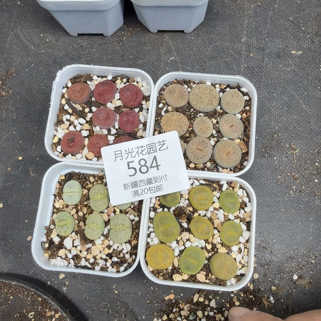 好喜欢你这个造型噢584不