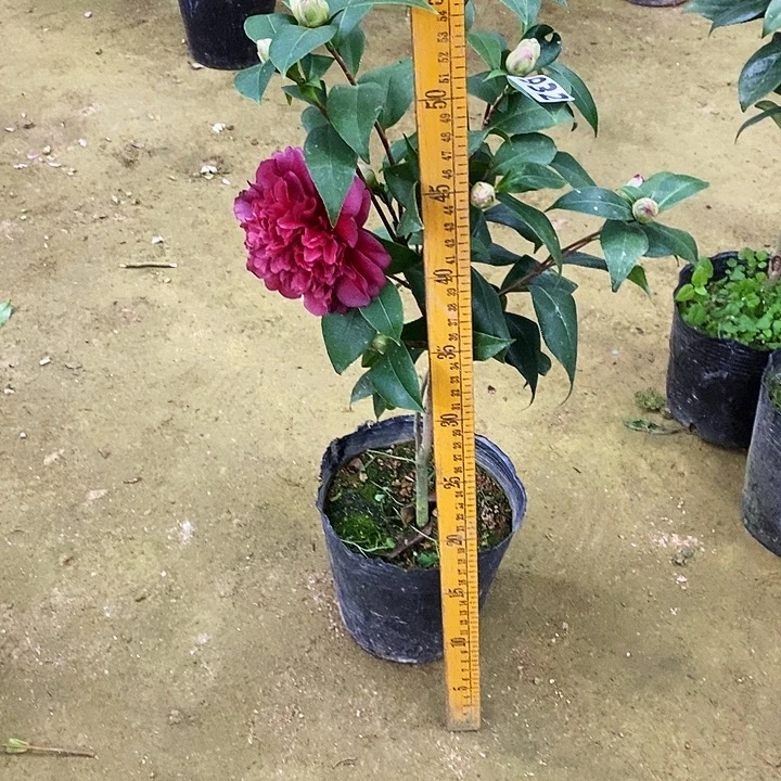 紫玫瑰茶花。  。 932。