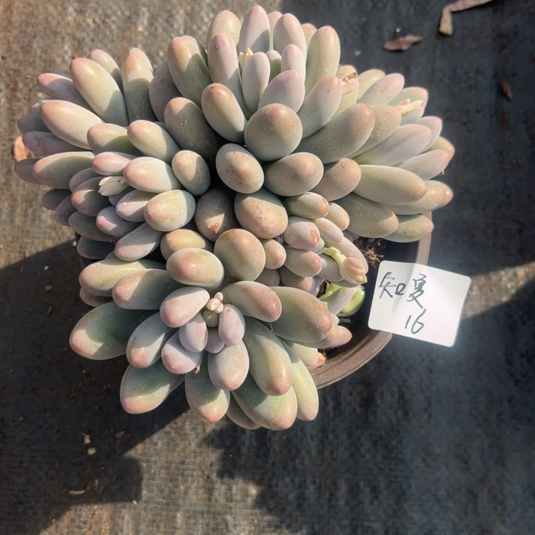 知*汤圆多肉植物