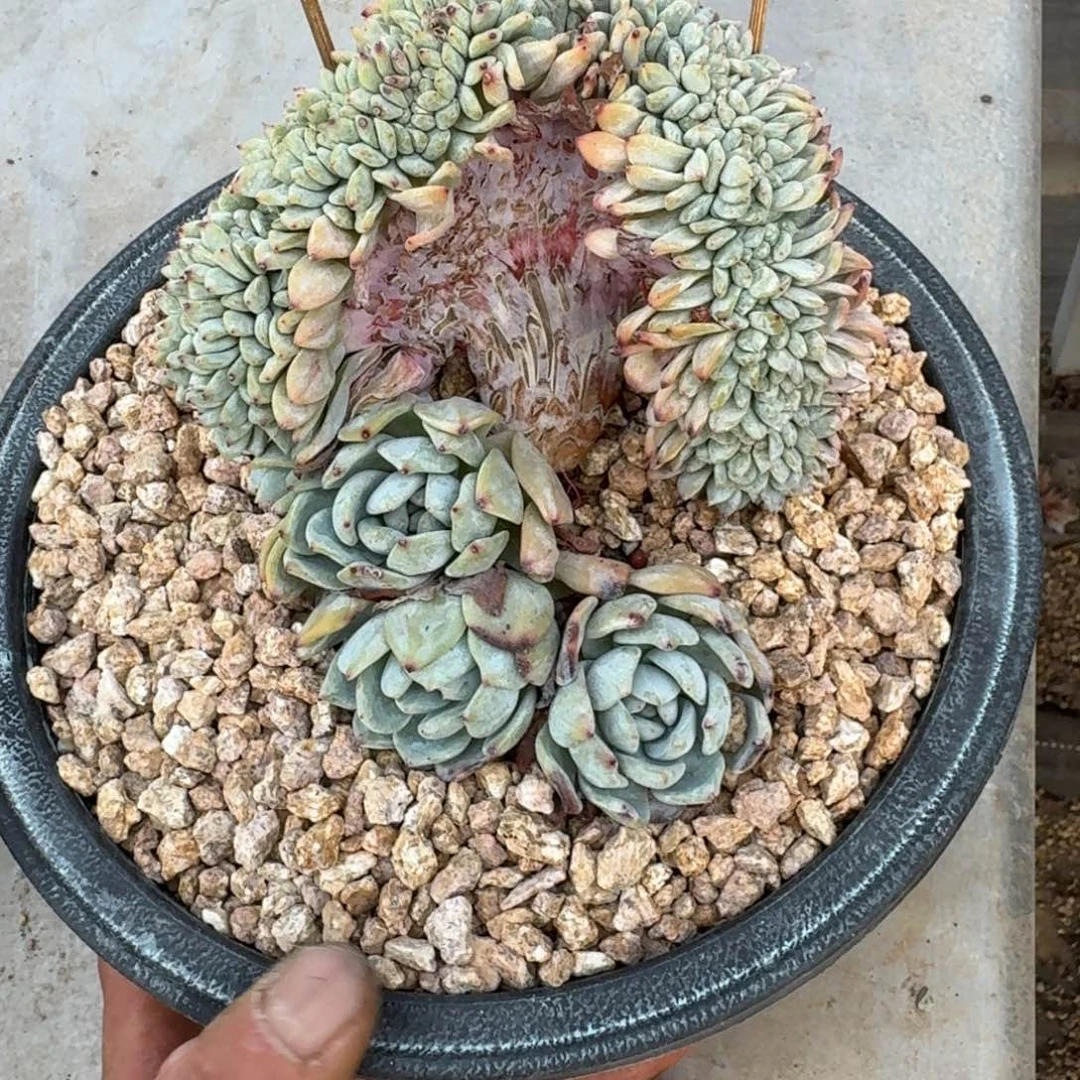 星影树缀无砍多肉
