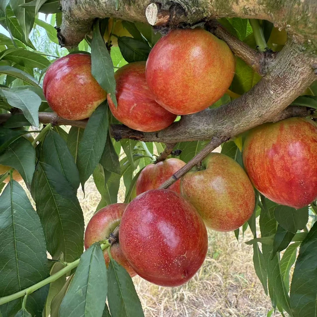 新市镇绿祥果园新鲜采摘脆甜多汁油桃中大果5斤装 京东包邮